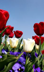 Preview wallpaper tulips, pansies, slope, grass, sky