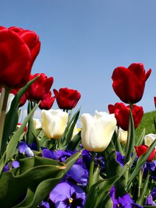 Preview wallpaper tulips, pansies, slope, grass, sky