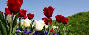 Preview wallpaper tulips, pansies, slope, grass, sky