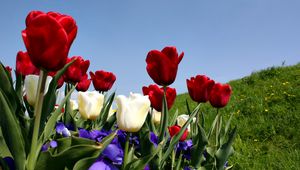 Preview wallpaper tulips, pansies, slope, grass, sky