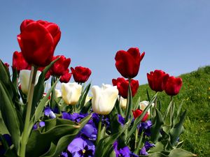 Preview wallpaper tulips, pansies, slope, grass, sky