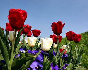 Preview wallpaper tulips, pansies, slope, grass, sky