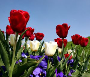 Preview wallpaper tulips, pansies, slope, grass, sky