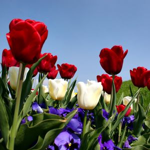 Preview wallpaper tulips, pansies, slope, grass, sky