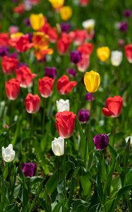 Preview wallpaper tulips, petals, blur, leaves, flowers