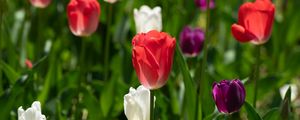 Preview wallpaper tulips, petals, blur, leaves, flowers