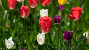 Preview wallpaper tulips, petals, blur, leaves, flowers