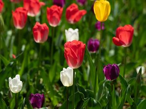 Preview wallpaper tulips, petals, blur, leaves, flowers