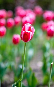 Preview wallpaper tulips, petals, blur, flowers