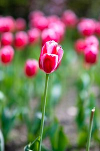 Preview wallpaper tulips, petals, blur, flowers