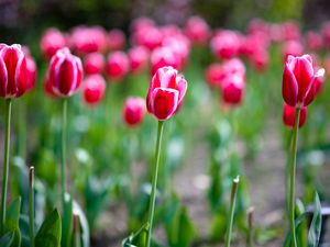 Preview wallpaper tulips, petals, blur, flowers