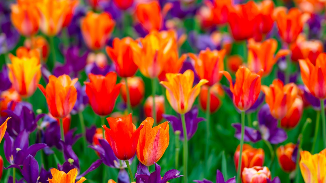 Wallpaper tulips, petals, buds, purple, red