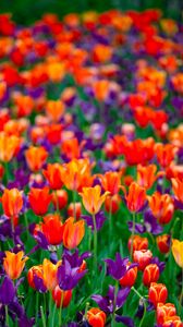 Preview wallpaper tulips, petals, buds, purple, red