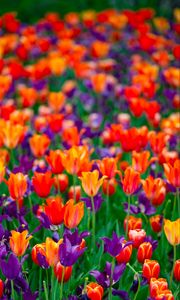 Preview wallpaper tulips, petals, buds, purple, red