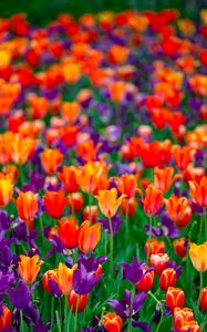 Preview wallpaper tulips, petals, buds, purple, red