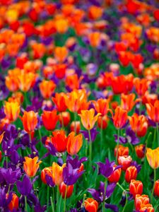 Preview wallpaper tulips, petals, buds, purple, red