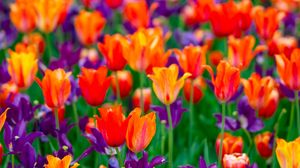 Preview wallpaper tulips, petals, buds, purple, red