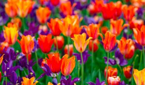 Preview wallpaper tulips, petals, buds, purple, red