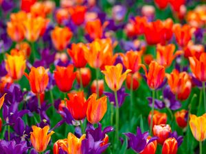 Preview wallpaper tulips, petals, buds, purple, red