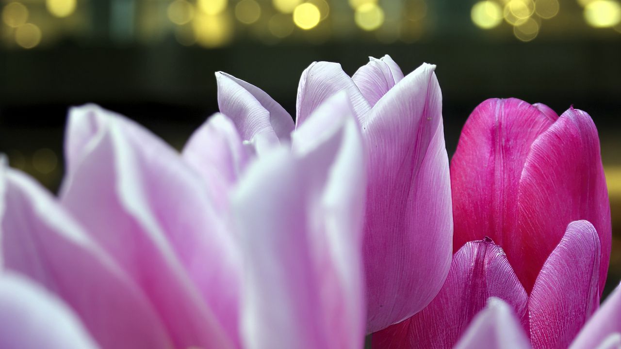 Wallpaper tulips, petals, buds, pink, blur