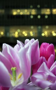 Preview wallpaper tulips, petals, buds, pink, blur