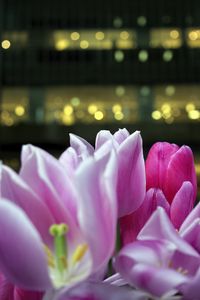 Preview wallpaper tulips, petals, buds, pink, blur