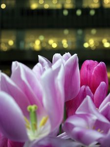 Preview wallpaper tulips, petals, buds, pink, blur