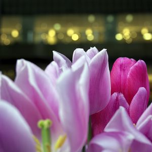 Preview wallpaper tulips, petals, buds, pink, blur