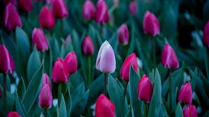 Preview wallpaper tulips, petals, buds, leaves, flowers