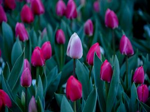 Preview wallpaper tulips, petals, buds, leaves, flowers