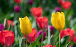 Preview wallpaper tulips, petals, flowers, colorful