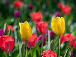 Preview wallpaper tulips, petals, flowers, colorful