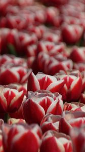 Preview wallpaper tulips, petals, flowers, red, white