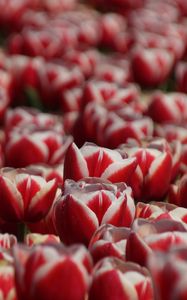 Preview wallpaper tulips, petals, flowers, red, white