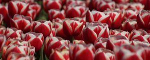 Preview wallpaper tulips, petals, flowers, red, white