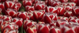 Preview wallpaper tulips, petals, flowers, red, white