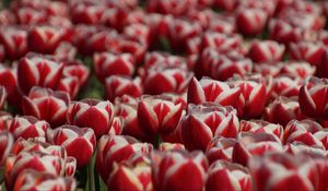 Preview wallpaper tulips, petals, flowers, red, white