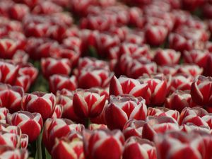 Preview wallpaper tulips, petals, flowers, red, white