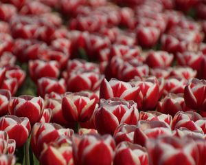 Preview wallpaper tulips, petals, flowers, red, white