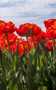 Preview wallpaper tulips, petals, leaves, flowers, spring