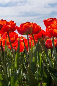 Preview wallpaper tulips, petals, leaves, flowers, spring