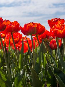 Preview wallpaper tulips, petals, leaves, flowers, spring