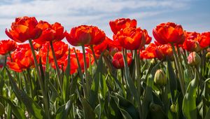 Preview wallpaper tulips, petals, leaves, flowers, spring