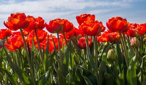 Preview wallpaper tulips, petals, leaves, flowers, spring