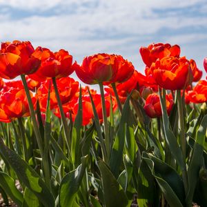 Preview wallpaper tulips, petals, leaves, flowers, spring