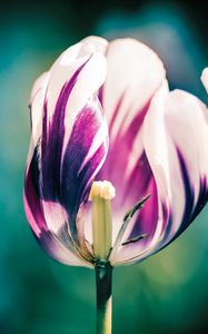 Preview wallpaper tulips, petals, stripes, stem