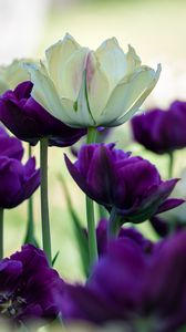 Preview wallpaper tulips, petals, white, purple, flowers