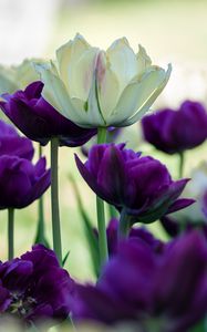 Preview wallpaper tulips, petals, white, purple, flowers