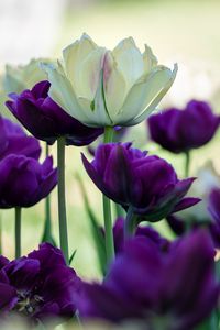 Preview wallpaper tulips, petals, white, purple, flowers