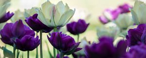 Preview wallpaper tulips, petals, white, purple, flowers